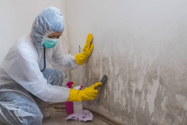 Certified Mold Removal in Bithlo, FL